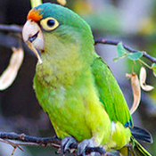 images/papegaaienpodie/Aratinga/Aratinga_canicularis.jpg