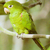 images/papegaaienpodie/Aratinga/Aratinga_chloroptera.jpg