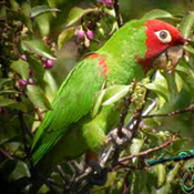 images/papegaaienpodie/Aratinga/Aratinga_erythrogenys.jpg