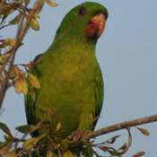 images/papegaaienpodie/Aratinga/Aratinga_holochlora_holochlora1.jpg