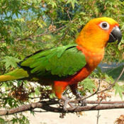 images/papegaaienpodie/Aratinga/Aratinga_jandaya1.jpg
