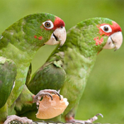 images/papegaaienpodie/Aratinga/Aratinga_mitrata_mitrata.jpg