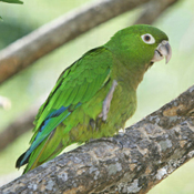 images/papegaaienpodie/Aratinga/Aratinga_nana_nana1.jpg