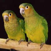 images/papegaaienpodie/Aratinga/Aratinga_pertinax.jpg