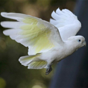 images/papegaaienpodie/Kakatoes/Cacatua_ducorpsii1.jpg