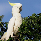 Cacatua galerita eleonora1