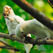 images/papegaaienpodie/Kakatoes/Cacatua_goffiniana1.jpg