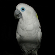 images/papegaaienpodie/Kakatoes/Cacatua_ophthalmica1.jpg