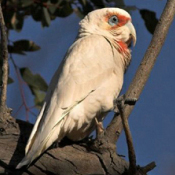 images/papegaaienpodie/Kakatoes/Cacatua_tenuirostris1.jpg