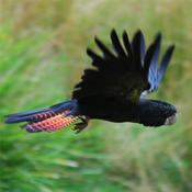 images/papegaaienpodie/Kakatoes/Calyptorhynchus_banksii1.jpg