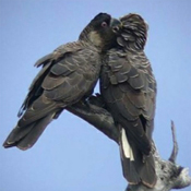 images/papegaaienpodie/Kakatoes/Calyptorhynchus_latirostris1.jpg