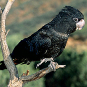 images/papegaaienpodie/Kakatoes/Calyptorhynchus_naso1.jpg