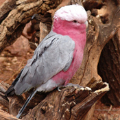 images/papegaaienpodie/Kakatoes/Eolophus_roseicapillus_roseicapillus1.jpg