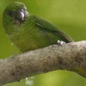images/papegaaienpodie/Kakatoes/spechtpapegaaien/Finschs-Pygmy-parrot.jpg