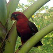 images/papegaaienpodie/Loriidae/Chalcopsitta/Chalcopsitta_cardinalis.jpg