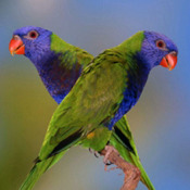 images/papegaaienpodie/Loriidae/Charmosyna/23558608.jpg
