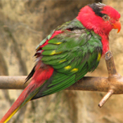 images/papegaaienpodie/Loriidae/Charmosyna/Charmosyna_josefinae.jpg