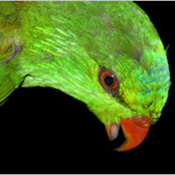 images/papegaaienpodie/Loriidae/Charmosyna/Charmosyna_meeki.jpg