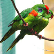 images/papegaaienpodie/Loriidae/Charmosyna/Charmosyna_rubronotata1.jpg