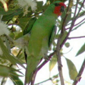 images/papegaaienpodie/Loriidae/Glossopsitta/Glossopsitta_pusilla.jpg