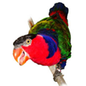 images/papegaaienpodie/Loriidae/Lorius/Lorius_albidinucha.jpg