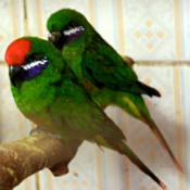 images/papegaaienpodie/Loriidae/Oreopsittacus/Oreopsittacus_arfaki.jpg