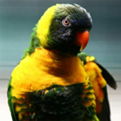 images/papegaaienpodie/Loriidae/Trichoglossus/Trichoglossus_capistratus1.jpg