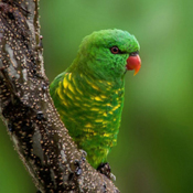 images/papegaaienpodie/Loriidae/Trichoglossus/Trichoglossus_chlorolepidotus.jpg