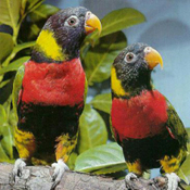 images/papegaaienpodie/Loriidae/Trichoglossus/Trichoglossus_forsteni.jpg