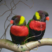 images/papegaaienpodie/Loriidae/Trichoglossus/Trichoglossus_haematodus_rosenbergii.jpg