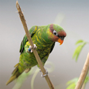 images/papegaaienpodie/Loriidae/Trichoglossus/Trichoglossus_johnstoniae.jpg