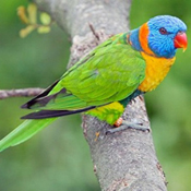 images/papegaaienpodie/Loriidae/Trichoglossus/Trichoglossus_rubritorquis.jpg