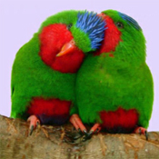 images/papegaaienpodie/Loriidae/Vini/Vini_australis1.jpg