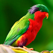 images/papegaaienpodie/Loriidae/Vini/Vini_kuhlii.jpg