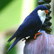 images/papegaaienpodie/Loriidae/Vini/Vini_peruviana1.jpg
