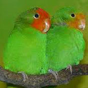 images/papegaaienpodie/Psittacinae/Agapornis/Agapornis_pullarius1.jpg