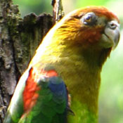images/papegaaienpodie/Psittacinae/Hapalopsittaca/Hapalopsittaca_amazonina2.jpg