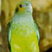 images/papegaaienpodie/Psittacinae/Hapalopsittaca/Hapalopsittaca_melanotis_.jpg