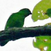 images/papegaaienpodie/Psittacinae/Loriculus/Loriculus_aurantiifrons.jpg