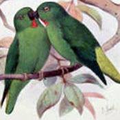 images/papegaaienpodie/Psittacinae/Loriculus/Loriculus_tener1.jpg