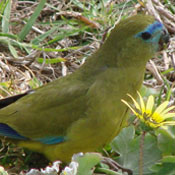 images/papegaaienpodie/Psittacinae/Neophema/Neophema_petrophila.jpg