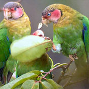 images/papegaaienpodie/Psittacinae/Pionopsitta/Pionopsitta_pulchra.jpg