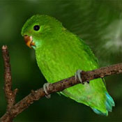 images/papegaaienpodie/Psittacinae/Prioniturus/Prioniturus_waterstradti.jpg