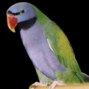 images/papegaaienpodie/Psittacinae/Psittacula/Psittacula_caniceps.jpg