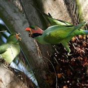 images/papegaaienpodie/Psittacinae/Psittacula/Psittacula_longicauda_longicauda1.jpg