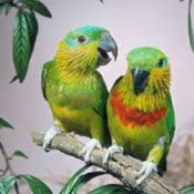 images/papegaaienpodie/Psittacinae/Psittaculirostris/Psittaculirostris_salvadorii1.jpg