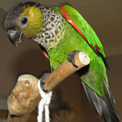 images/papegaaienpodie/Psittacinae/Pyrrhura/BlackcappedConure.jpg