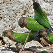 images/papegaaienpodie/Psittacinae/Pyrrhura/Pyrrhura_picta_amazonum.jpg