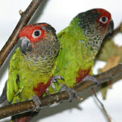 images/papegaaienpodie/Psittacinae/Pyrrhura/Pyrrhura_picta_roseifrons.jpg