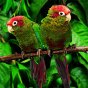 images/papegaaienpodie/Psittacinae/Pyrrhura/Pyrrhura_rhodocephala2.jpg